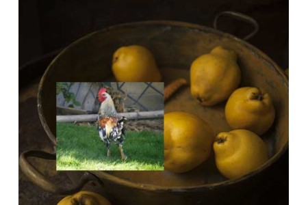 Coquelet sur un plateau de coings