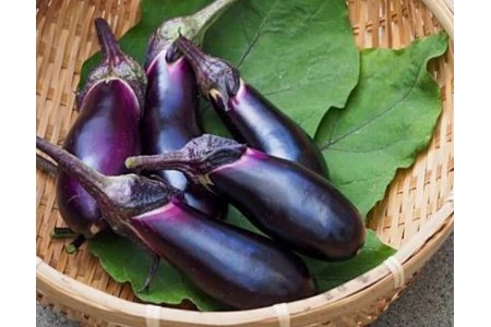 Un panier d'aubergines violettes